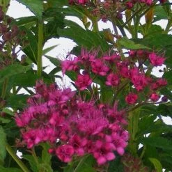 Spiraea Japonica 'Anthony Waterer'