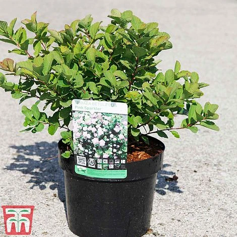 Spiraea Betulifolia 'Pink Sparkler' - Image 4