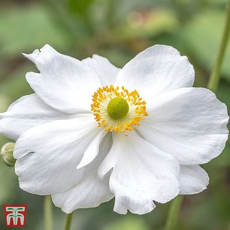 Anemone X Hybrida 'Whirlwind'