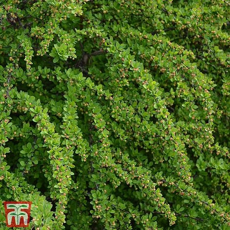 Berberis Thunbergii 'Green Carpet' - Image 2