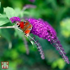 Buddleja Davidii 'Royal Red'