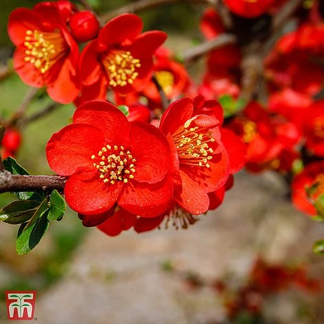 Chaenomeles X Superba 'Fascination'