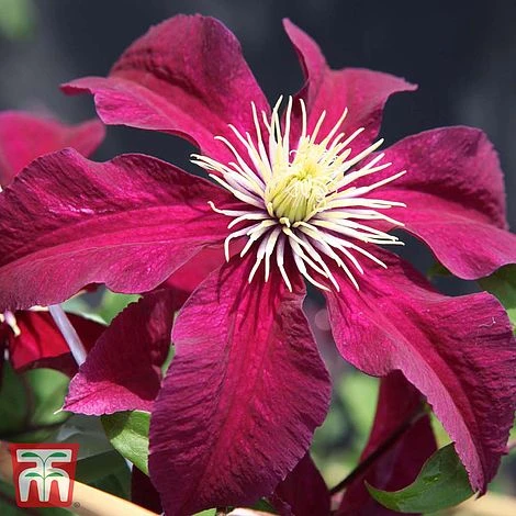 Clematis 'Niobe'