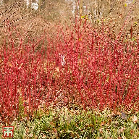 Cornus Alba 'Siberian Pearls'