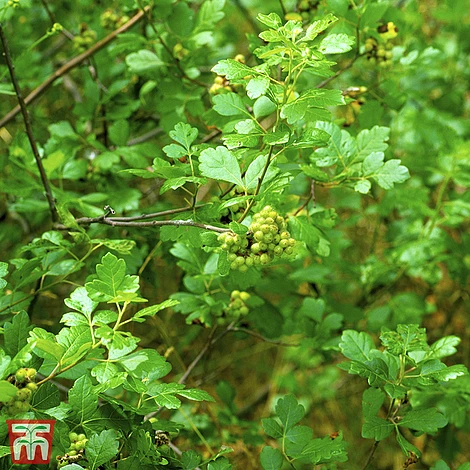 Rhus Aromatica 'Gro-Low'