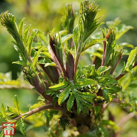 Rhus Glabra 'Laciniata'