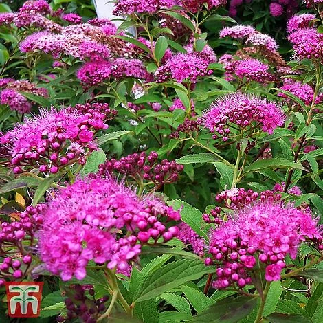 Spiraea Japonica 'Double Play Artist'