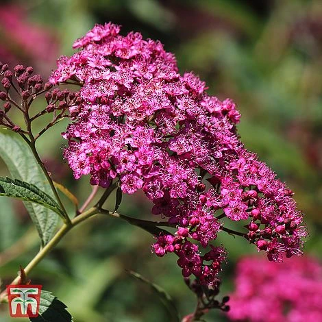 Spiraea Japonica 'Double Play Artist' - Image 2