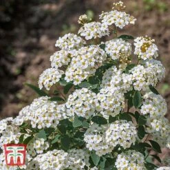 Spiraea Nipponica 'Snowmound'