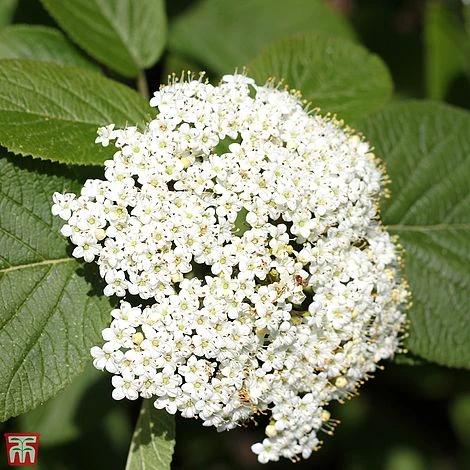 Viburnum Lantana 'Mohican'