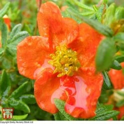 Potentilla Fruticosa 'Red Ace'