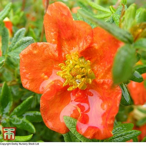 Potentilla Fruticosa 'Red Ace'