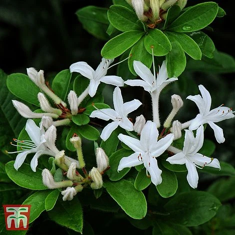 Rhododendron Viscosum - Image 3