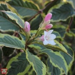 Weigela 'White Lightning'
