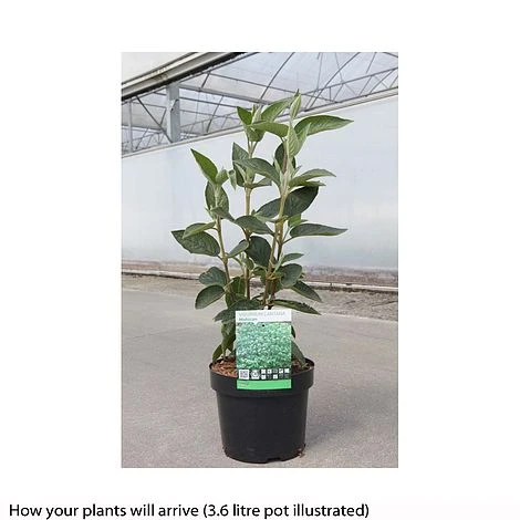 Viburnum Lantana 'Mohican' - Image 2