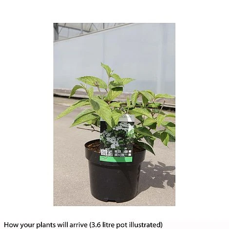 Viburnum Plicatum F. Tomentosum 'Shasta' - Image 2