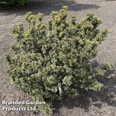 Viburnum 'Fairy Stars' - Image 6