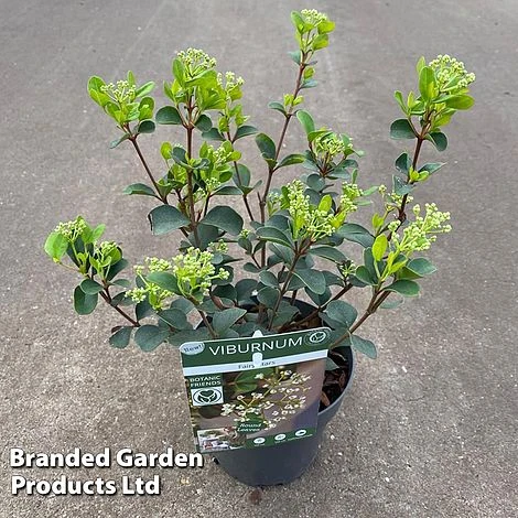 Viburnum 'Fairy Stars' - Image 7