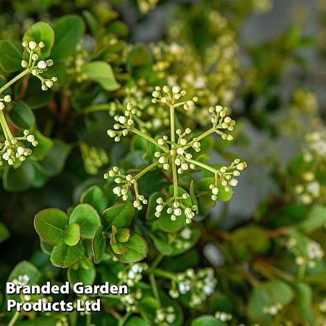 Viburnum 'Fairy Stars' - Image 2