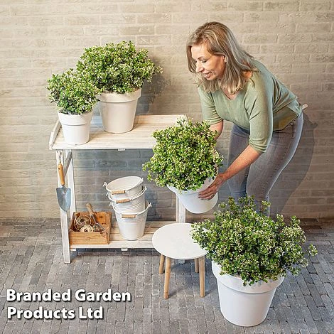 Viburnum 'Fairy Stars' - Image 3