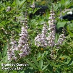 Vitex Agnus-castus 'Pink Pinnacle'