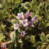 Weigela Florida 'Magical Rainbow'