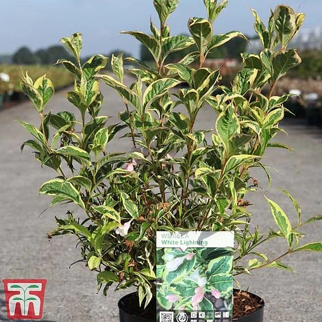 Weigela 'White Lightning' - Image 2