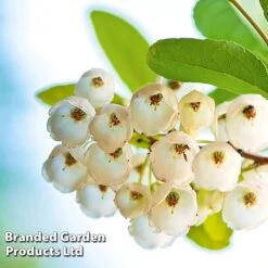 Zenobia Pulverulenta 'Blue Sky'