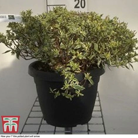 Abelia X Grandiflora 'Sparkling Silver' - Image 2