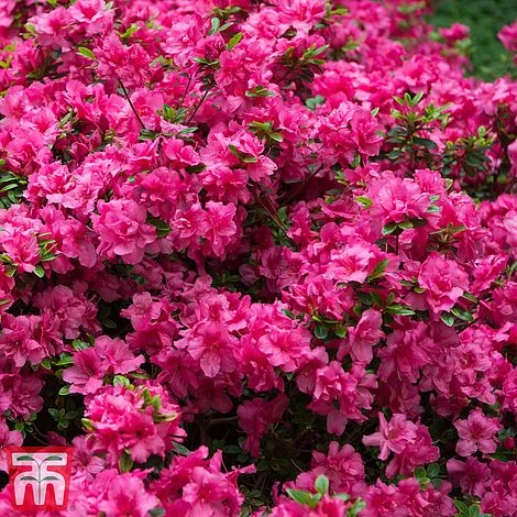 Rhododendron 'Rustica Pink' (Azalea Group) - Image 2