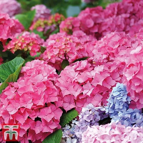 Hydrangea Macrophylla 'Early Pink' - Image 2