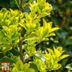 Euonymus Japonicus 'Aureomarginatus'