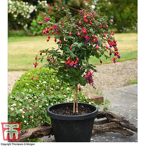Fuchsia 'Angela' (Hardy) (Standard) - Image 2