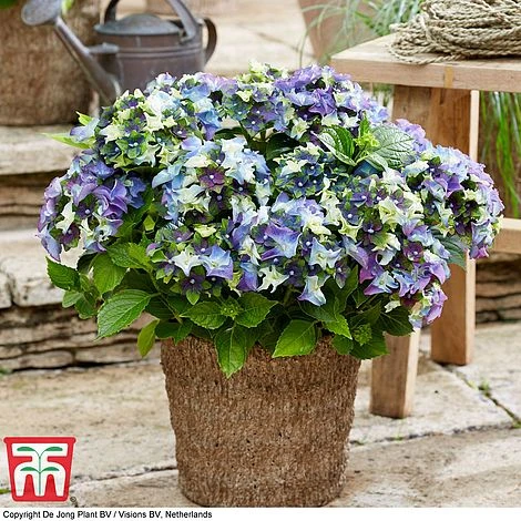 Hydrangea Macrophylla 'Lady Mata Hari Duo' (Royalty Collection) - Image 3