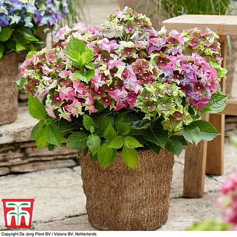 Hydrangea Macrophylla 'Lady Mata Hari Duo' (Royalty Collection) - Image 4