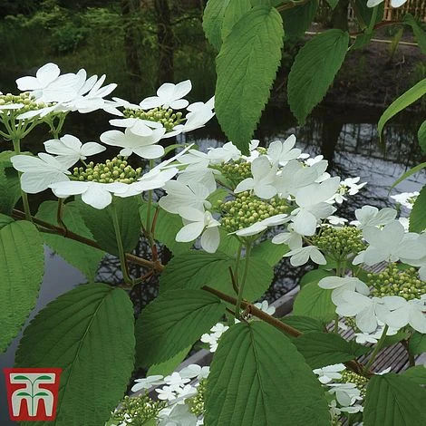 Viburnum Plicatum F. Tomentosum 'Kilimanjaro' - Image 2