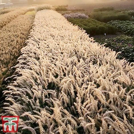Pennisetum Orientale 'Dance With Me' - Image 2