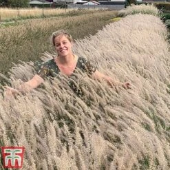Pennisetum Orientale 'Dance With Me'