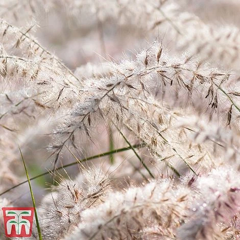 Pennisetum Orientale 'Dance With Me' - Image 3
