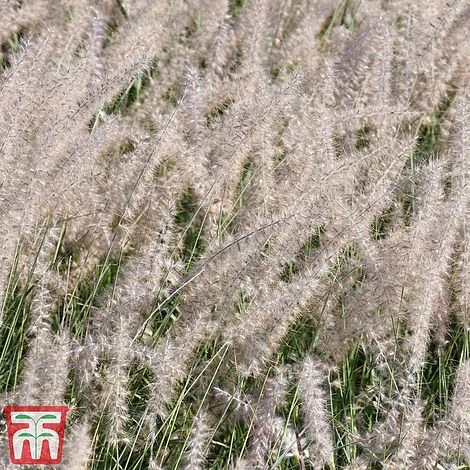 Pennisetum Orientale 'Dance With Me' - Image 5