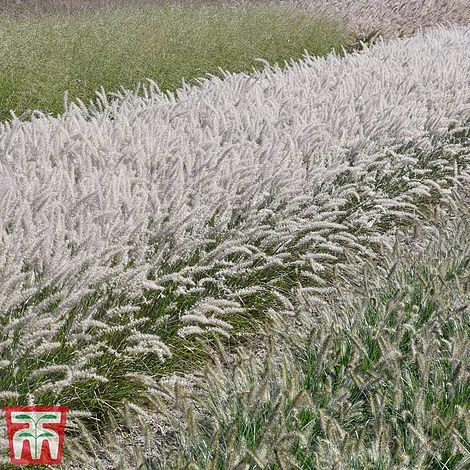 Pennisetum Orientale 'Dance With Me' - Image 7