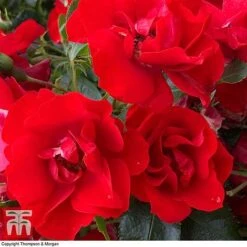 Rose 'Moment In Time' (Floribunda Rose)