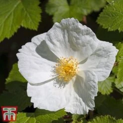 Rubus Benenden