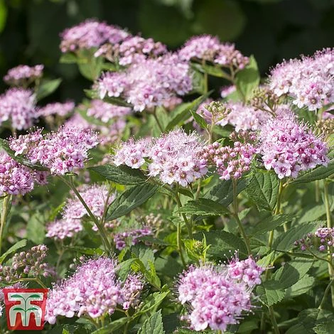 Spiraea Betulifolia 'Pink Sparkler' - Image 2