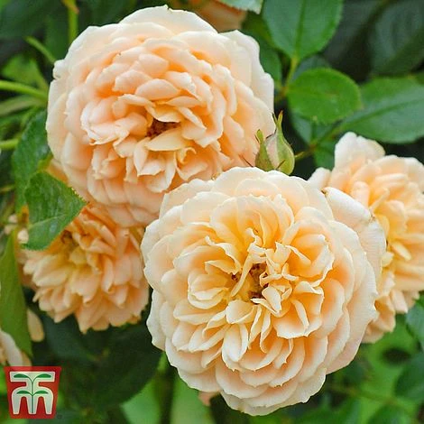 Rose 'Sweetie' (Patio Rose Standard) - Image 4