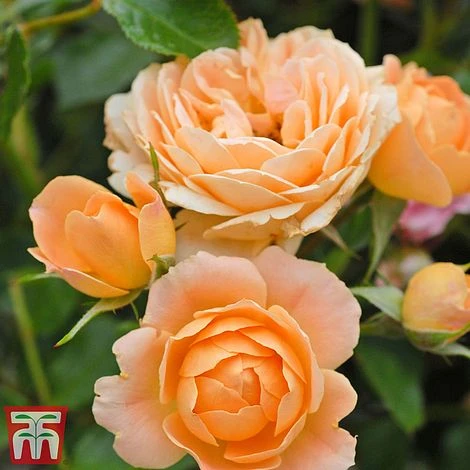 Rose 'Sweetie' (Patio Rose Standard) - Image 6