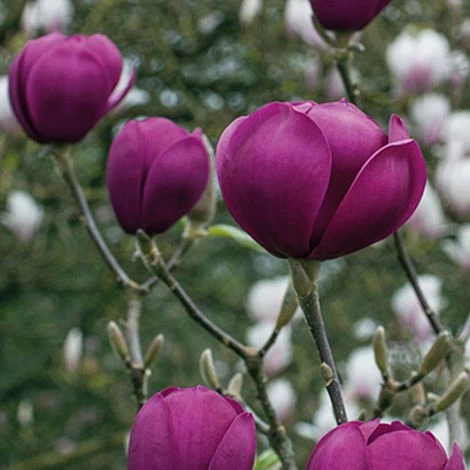 Magnolia 'Black Tulip' - Image 3