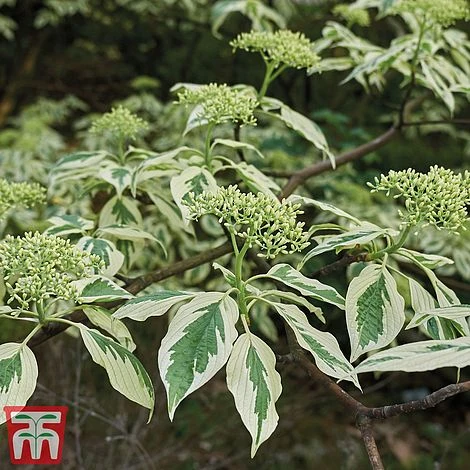 Cornus Controversa 'Variegata'