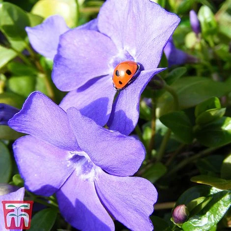 Vinca Minor 'Illumination' - Image 2