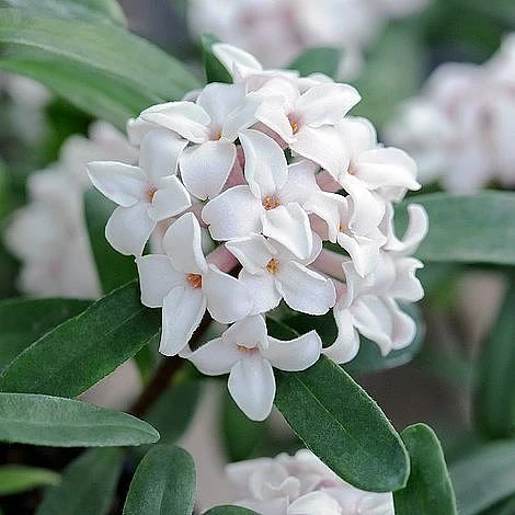 Daphne Fragrance Duo - Image 7